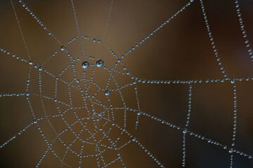 Spinnennetz mit Morgentau