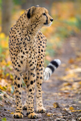 Gepard