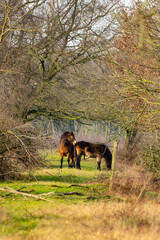 Fototapeta na wymiar Two horses below a archway of trees.
