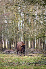 Fototapeta na wymiar Wisent grazing and walking between the trees of the Maashorst.