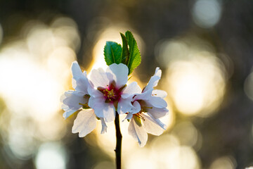 spring flowers in the spring