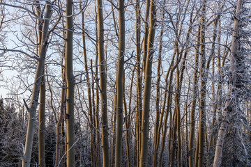 Birch Trees in the North