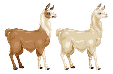 Llama cartoon illustration with 2 colors coat