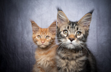 Fototapeta na wymiar two different colored maine coon kittens side by side in front of gray concrete background with copy space