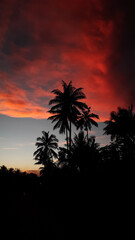palm trees at sunset