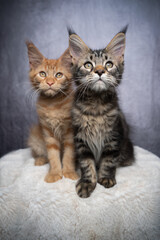 two different colored maine coon kittens side by side in front of gray concrete background with copy space