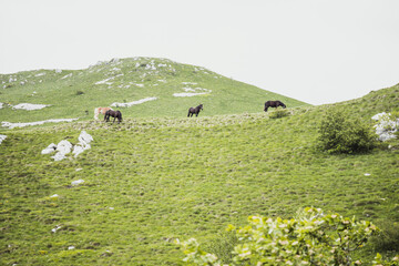 Horses in a pasture in the mountain valley. Beautiful landscape panorama of the mountains