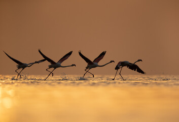 Silhouette of Greater Flamingos takeoff at Asker coast during sunrise, Bahrain