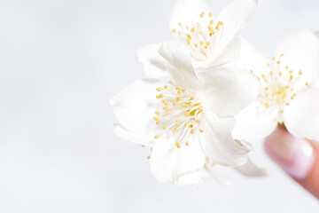 Fototapeta na wymiar jasmine flower in hand and white background