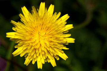 Yellow, fresh dandelion flower in spring.