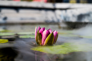 pink lotus flower