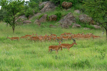 Impalas in Serengeti national park Tanzania during the rain