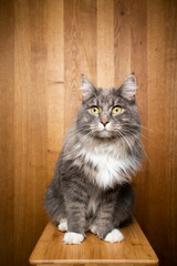 portrait of a gray white maine coon cat sitting on wooden table on wooden background with copy space