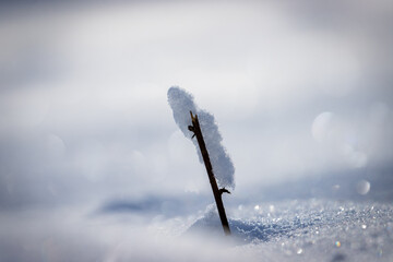 Ast im Schnee