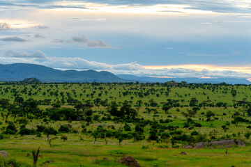 Fototapeta na wymiar Beautiful and dramatic african landscape, sunset in Serengeti