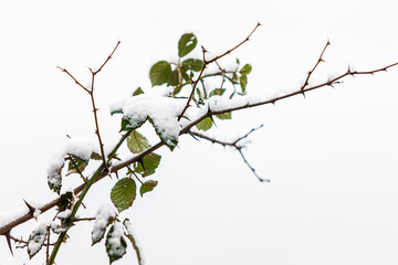 schneebedeckter Rosenzweig vor weißem Hintergrund