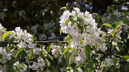 white spring flowers