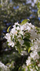 white flowers in the spring