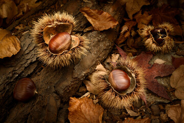 chestnuts on the ground