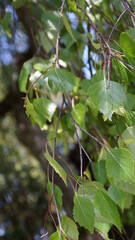 leaves on tree