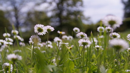 field of flowers