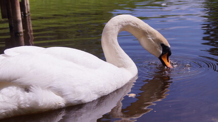 swan on the water