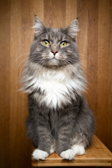 portrait of a gray white maine coon cat sitting on wooden table on wooden background with copy space looking at camera