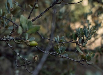 tree leaves in mediterranean forest