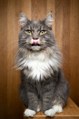 Naklejka na ściany i meble portrait of a gray white maine coon cat sitting on wooden table on wooden background with copy space licking lips