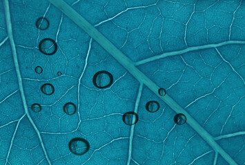 background close-up of a leaf in blue with a few drops abstract image