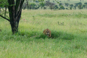 Lion king resting confident in the african savannah.