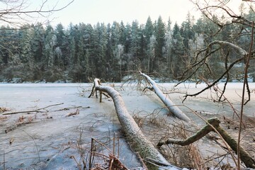 Fallen trees frozen into a Norwegian lake
