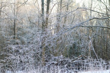 Frozen sticks in a Norwegian wood
