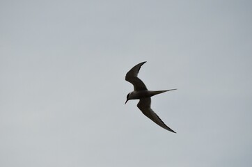 arctic tern bird flying over fjord looking for fish