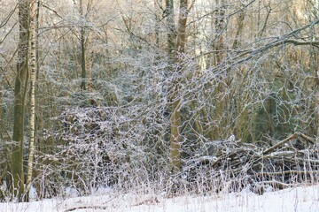 Frozen sticks in a Norwegian wood