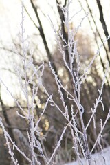 Frozen sticks in a Norwegian wood