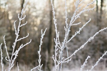 Frozen sticks in a Norwegian wood