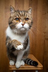 Naklejka na ściany i meble tabby white cat sitting on wooden background looking at camera with copy space raising paw