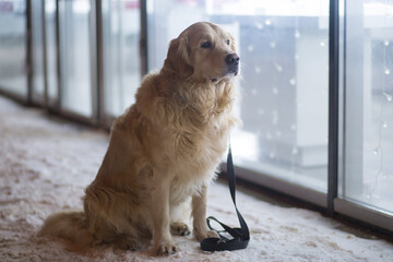 Walking with a dog in winter on a city street. Golden Retriever.
