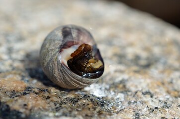 salt water snail emerging from snailhouse on sea shore rock in summer, closeup photo