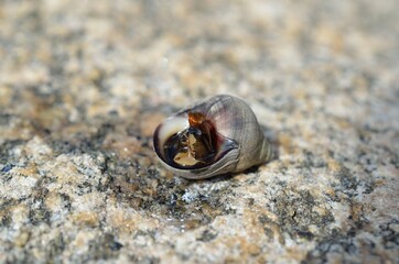 salt water snail emerging from snailhouse on sea shore rock in summer, closeup photo