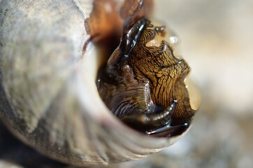 salt water snail emerging from snailhouse on sea shore rock in summer, closeup photo