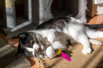Young adult cat playing with feathers toys on the carpet at home