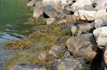 seaweed covered seashore © Arcticphotoworks
