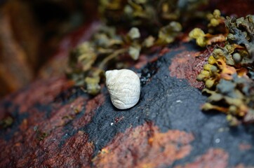 salt water snail inside snailhouse on sea shore rock in summer
