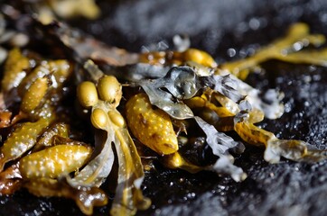 bubble seaweed closeup photo