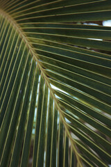 Palm leaves. A close up of a tree. Coconut palm. High quality photo
