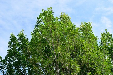 Fototapeta premium green leaves against blue sky