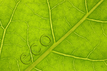 Fototapeta na wymiar detail of a green leaf in the whole area of ​​the background as a background for the description of eco