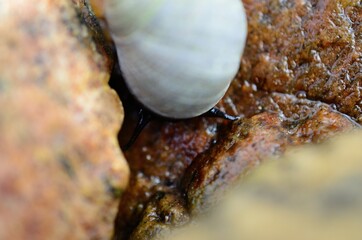 saltwater sanil climbing on brown seaweed closeup photo